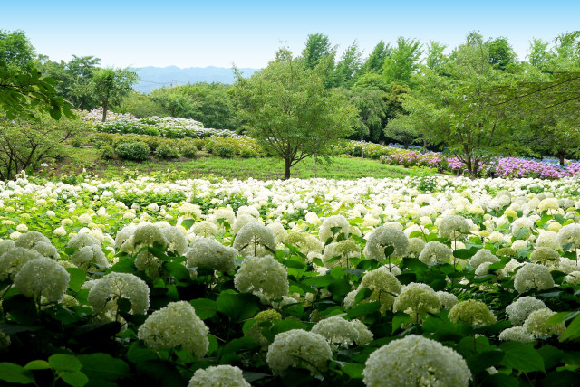 相模原北公園